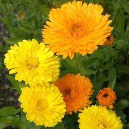 كالنديولا  أقحوان