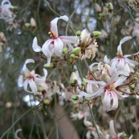 أزهار اليسر