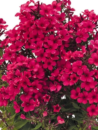 بذور زهرة الفلوكس (Phlox paniculata)
