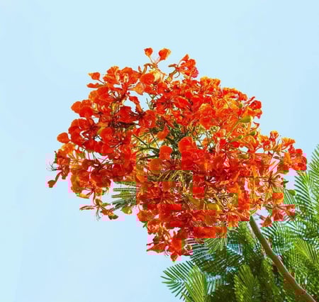 بذور البونسيانا الحمراء ( Delonix regia )