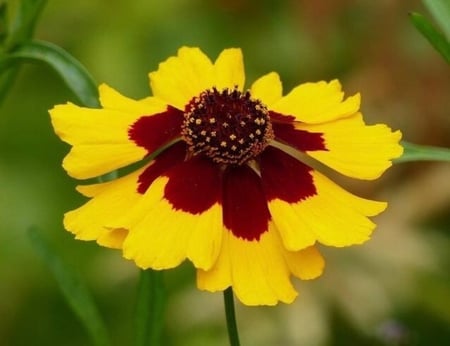 بذور زهرة الكوريوبسس ( Coreopsis tinctoria )