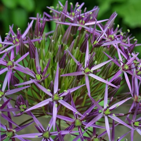 بذور زهرة النجمة