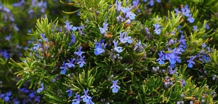 بذور اكليل الجبل - روز ماري ( Rosmarinus officinalis )