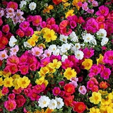 بذور زهرة الصباح ( portulaca )