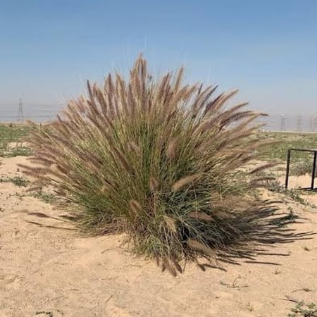 بذور نبات الحلفا ( Pennisetum Setaceum )
