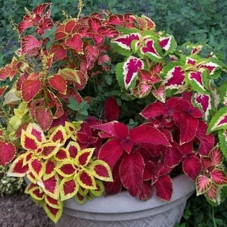 بذور زهرة سجاد مخلوط ( Coleus Blumei )