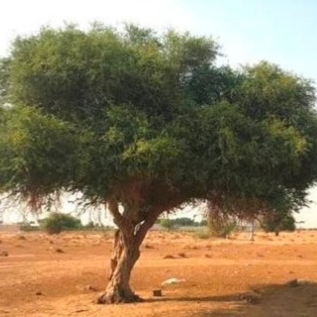 بذور شجرة السرح - ( Maerua crassifolia )