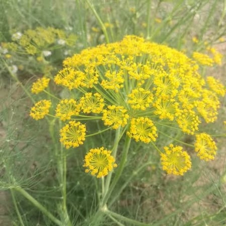 بذور نبات شمار بري ( Foeniculum vulgare )