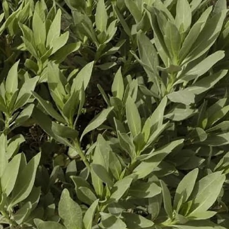 أوراق الحرمل