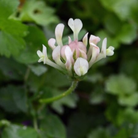 بذور عشبة النفل ( Trifolium )