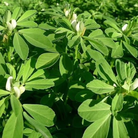 بذور الحلبة ( Trigonella foenum-graecum )