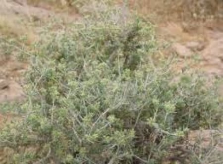 بذور نبات العراد ( Acacia etbaica )