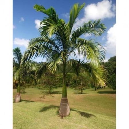 بذور نخيل ملوكي ( Roystonea regia )