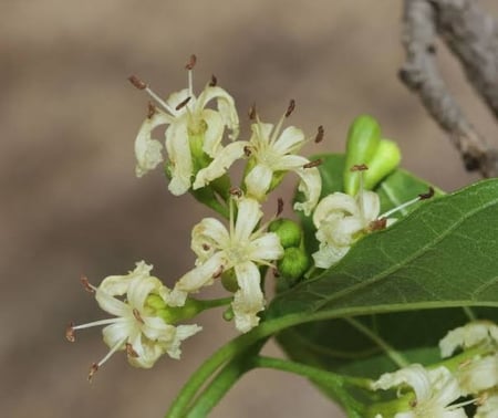 بذور البمبر ( Cordia dichotoma )