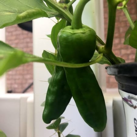 فلفل CAPSICUM ANNUUM