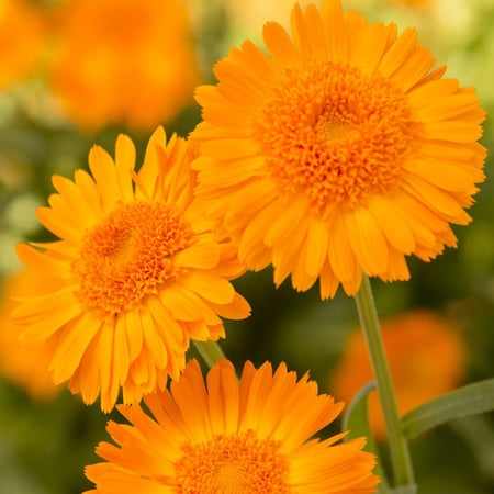 بذور زهرة اذريون (  Calendula officinalis )