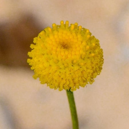 بذور القريص