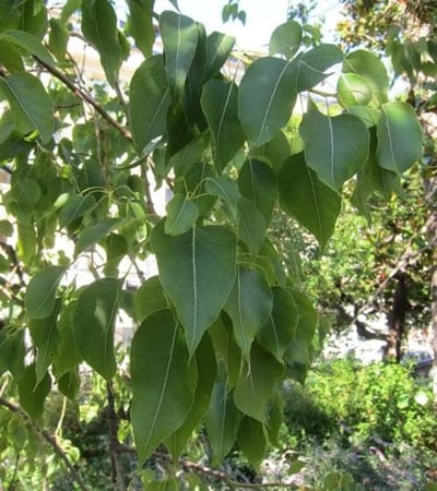 بذور شجرة إستركوليا مخمسة ( Brachychiton populneus )