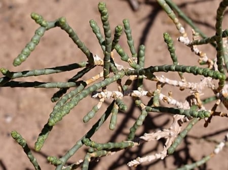 بذور شجرة الرمث ( Haloxylon salicornicum )
