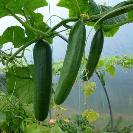 بذور الخيار ( Cucumis sativus )