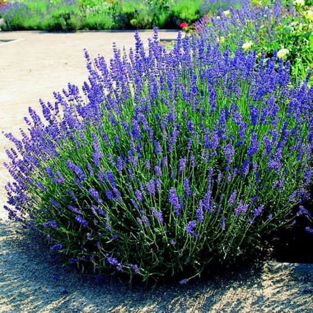 الضرم البري