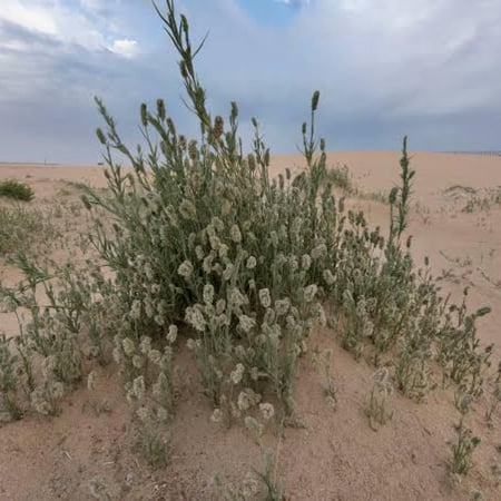 نبات العركش