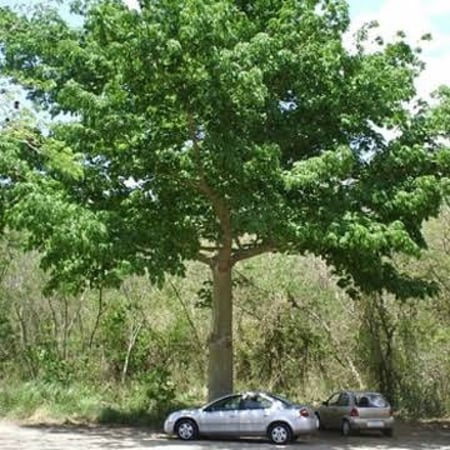 بذور شجرة الكابوك ( Ceiba pentandra )