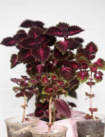 زهرة السجاد