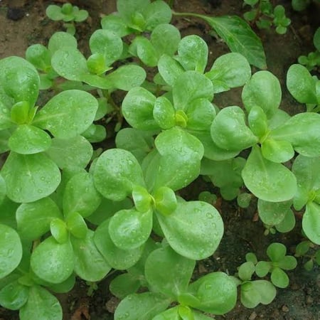 مبات الرجلة