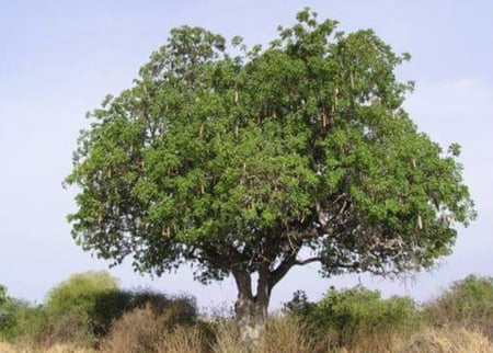 ابو النجف المشطور