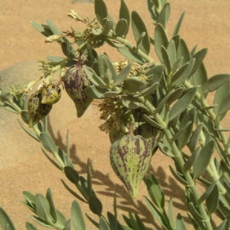 نبات الحرجل