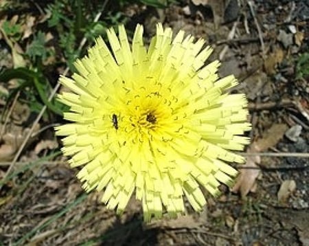 بذور العضيد - العضيض ( Urospermum )