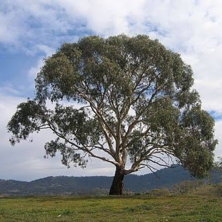 بذور شجرة الكين ( Eucalyptus )