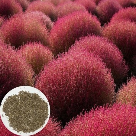 بذور الكوشيا ( kochia scoparia )