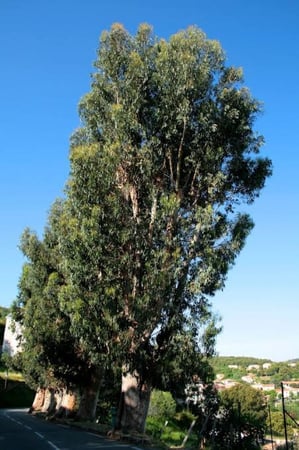 بذور شجرة الكين ( Eucalyptus )