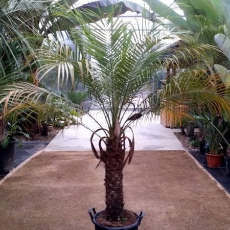 نخيل Phoenix roebelenii