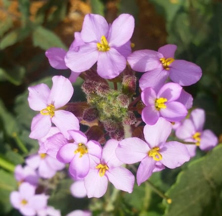 بذور نبات اليهق ( Diplotaxis acris )