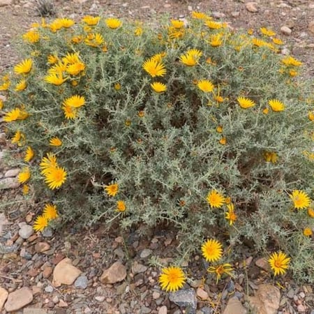 بذور نبات النقد ( Anvillea )