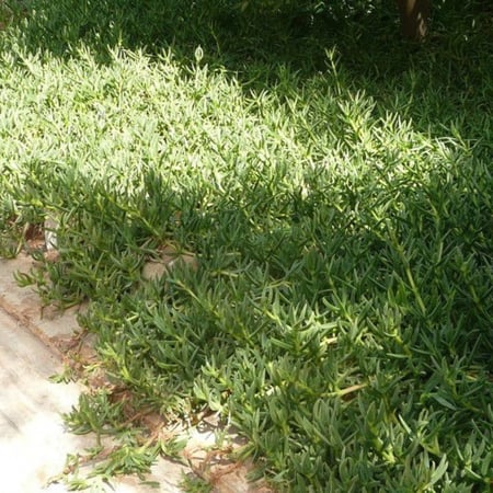 نبات حي علم