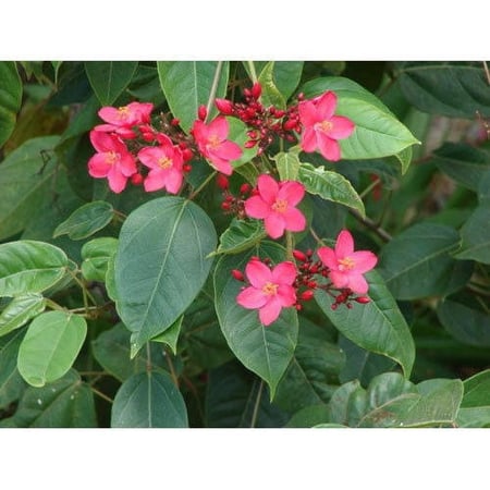 بذور شجيرة الجاتروفا ( Jatropha integerrima )