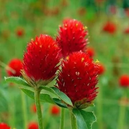 بذور زهرة جمفرينا حمراء ( Gomphrena gloposa )