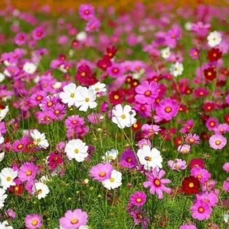 بذور زهرة الكوزموس الياباني ( Cosmos Sensations )