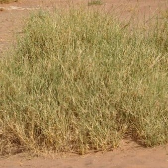 بذور الثمام Panicum Turgidum