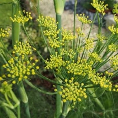 بذور نبات الشمر أو الشمرة ( Foeniculum vulgare )