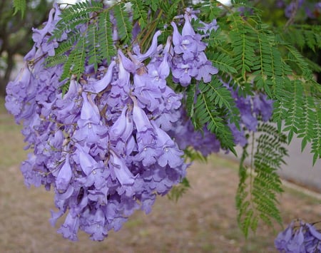 بذور شجرة الجاكرندا البنفسجية ( Jacaranda mimosifolia )