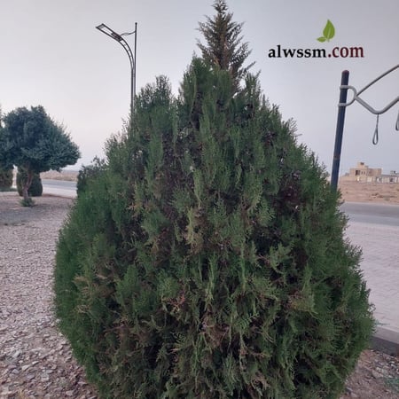 بذور شجرة الثويا ( Thuja Orientalis )