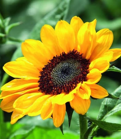 بذور زهرة دوار الشمس ( Helianthus annuus )