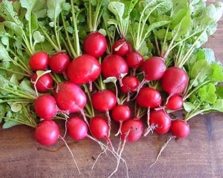 بذور الفجل الأحمر ( Raphanus sativus )