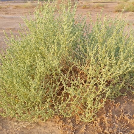 (Anabasis) بذور عشبة الشنان