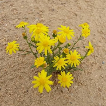 بذور المكنان ( launaea angustifolia )